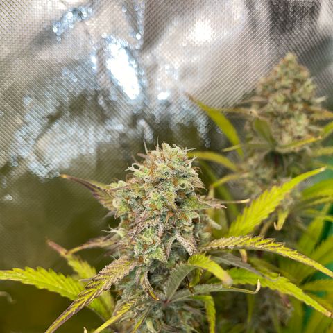 Foto de la cronología del growlog de Papaya Dragon Auto - by Killicz