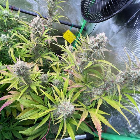 Foto de la cronología del growlog de Papaya Dragon Auto - by Killicz