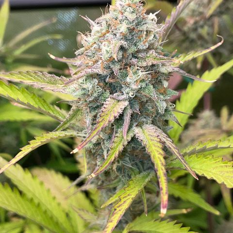 Foto de la cronología del growlog de Papaya Dragon Auto - by Killicz