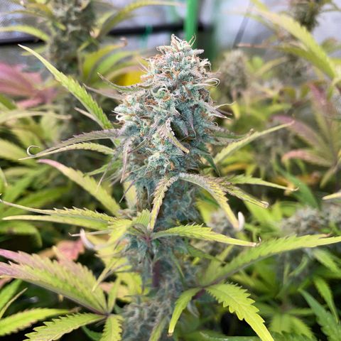 Foto de la cronología del growlog de Papaya Dragon Auto - by Killicz