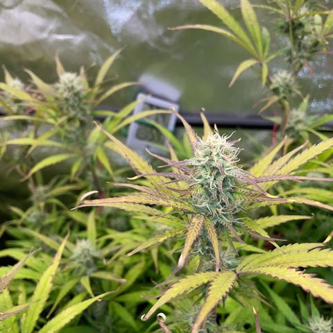 HulkBerry Automatic - by Killicz growlog timeline photo