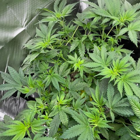 Black Domina - by Killicz growlog timeline photo