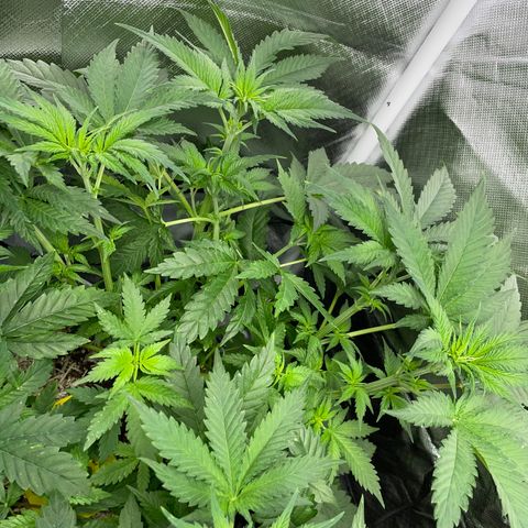 Black Domina - by Killicz growlog timeline photo