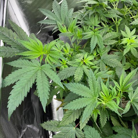 Tropicana Cookies - by Killicz growlog timeline photo