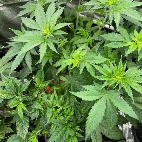 Mimosa Zkittlez Fast - by Killicz growlog timeline photo