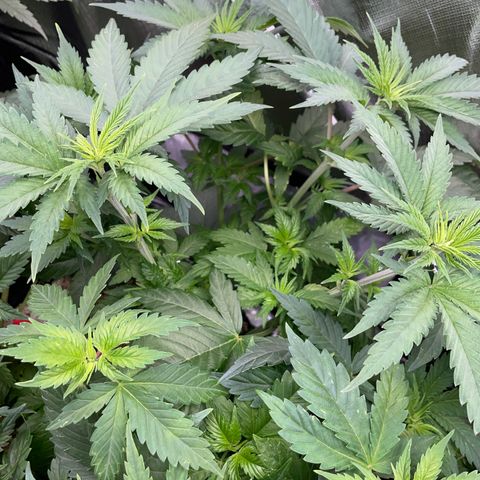 Mimosa Zkittlez Fast - by Killicz growlog timeline photo