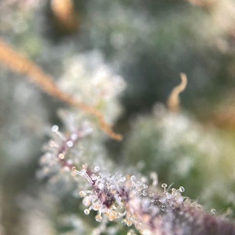Foto de la cronología del growlog de Papaya Dragon Auto - by Killicz