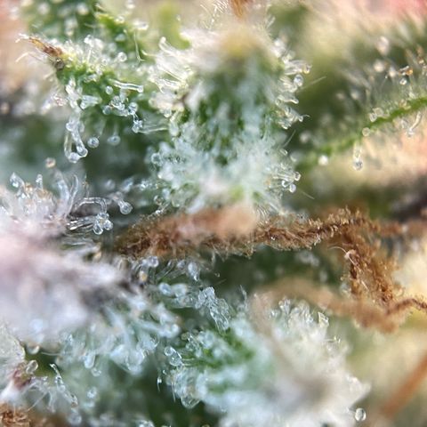 Foto de la cronología del growlog de Papaya Dragon Auto - by Killicz