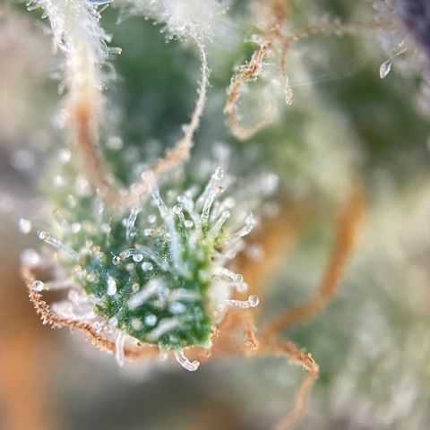 Foto de la cronología del growlog de Papaya Dragon Auto - by Killicz