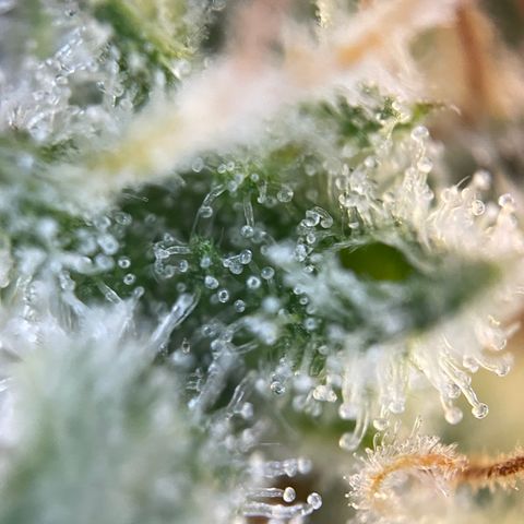 Foto de la cronología del growlog de Papaya Dragon Auto - by Killicz