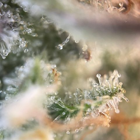 Foto de la cronología del growlog de Papaya Dragon Auto - by Killicz