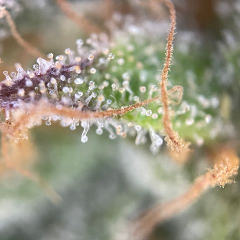 Foto de la cronología del growlog de Papaya Dragon Auto - by Killicz