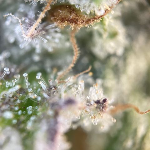 Foto de la cronología del growlog de Papaya Dragon Auto - by Killicz