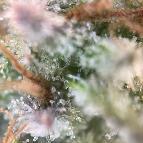 Foto de la cronología del growlog de Papaya Dragon Auto - by Killicz