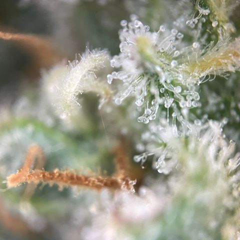 Foto de la cronología del growlog de Papaya Dragon Auto - by Killicz