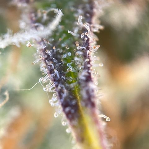 Foto de la cronología del growlog de Papaya Dragon Auto - by Killicz