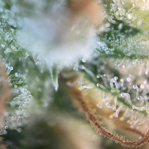 Foto de la cronología del growlog de Papaya Dragon Auto - by Killicz