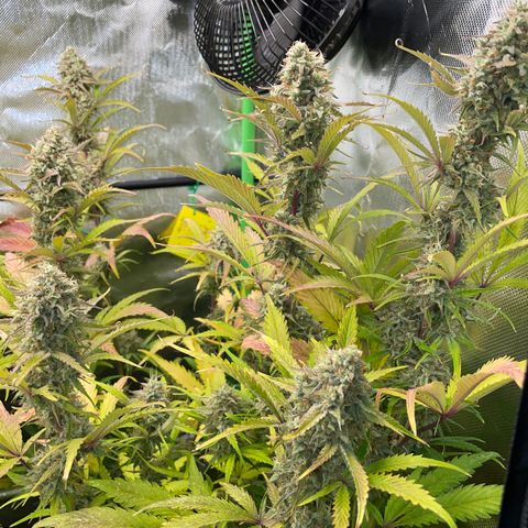 Foto de la cronología del growlog de Papaya Dragon Auto - by Killicz