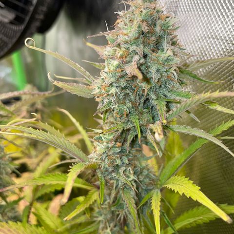 Foto de la cronología del growlog de Papaya Dragon Auto - by Killicz