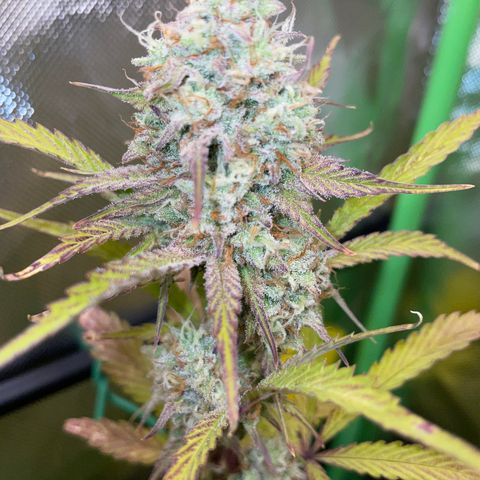 Foto de la cronología del growlog de Papaya Dragon Auto - by Killicz