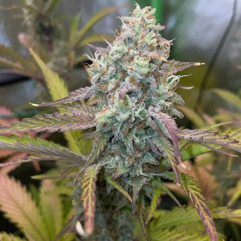 Foto de la cronología del growlog de Papaya Dragon Auto - by Killicz