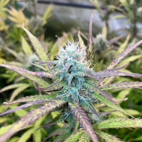 HulkBerry Automatic - by Killicz growlog timeline photo