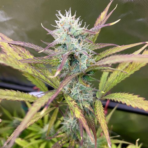 HulkBerry Automatic - by Killicz growlog timeline photo