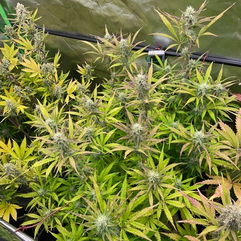HulkBerry Automatic - by Killicz growlog timeline photo