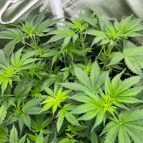 Black Domina - by Killicz growlog timeline photo