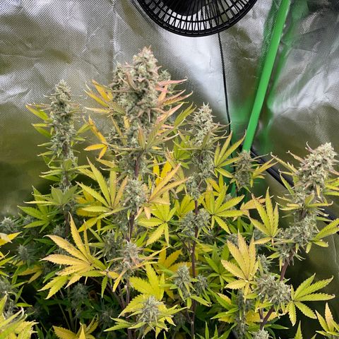 Growlog-Zeitleistenfoto von Ganja Runtz Auto - by Killicz