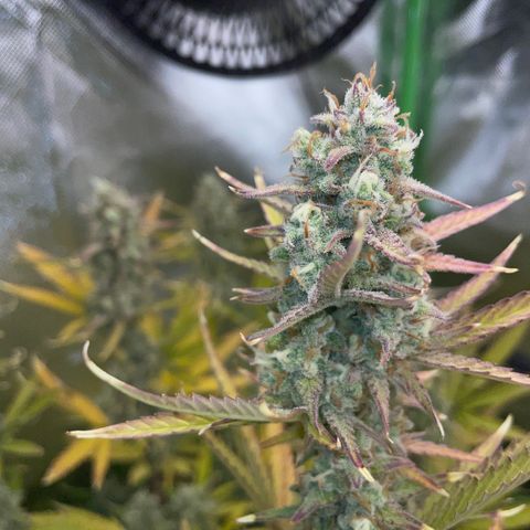 Growlog-Zeitleistenfoto von Ganja Runtz Auto - by Killicz