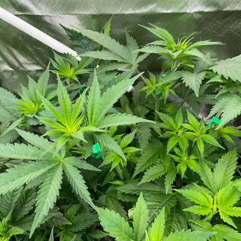 Mimosa Zkittlez Fast - by Killicz growlog timeline photo