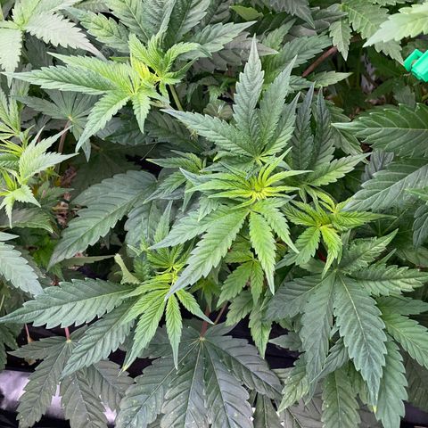 Purple Cookies Fast - by Killicz growlog timeline photo