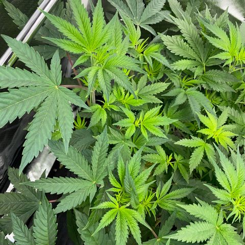 Tropicana Cookies - by Killicz growlog timeline photo