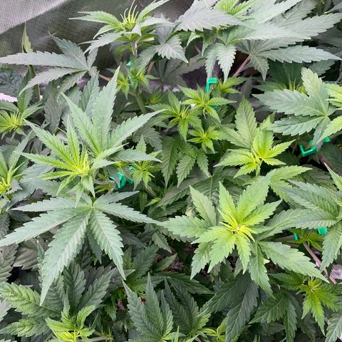 Mimosa Zkittlez Fast - by Killicz growlog timeline photo