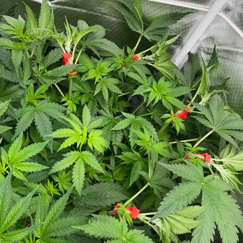 Black Domina - by Killicz growlog timeline photo