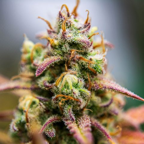 Growlog-Zeitleistenfoto von Ganja Runtz Auto - by Killicz