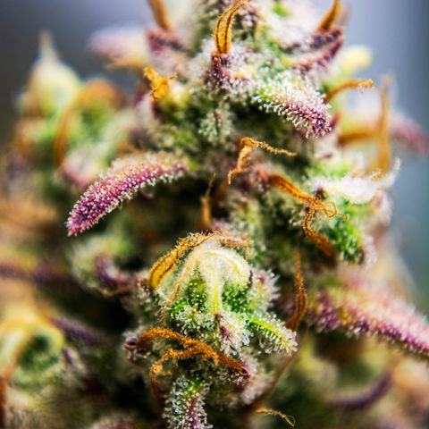 Growlog-Zeitleistenfoto von Ganja Runtz Auto - by Killicz