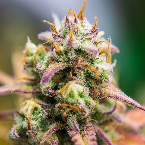 Growlog-Zeitleistenfoto von Ganja Runtz Auto - by Killicz