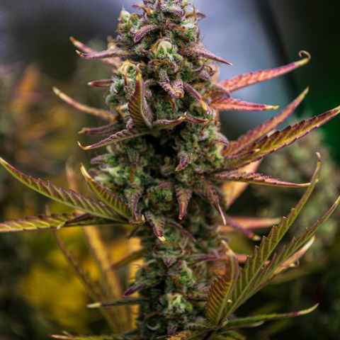 Growlog-Zeitleistenfoto von Ganja Runtz Auto - by Killicz