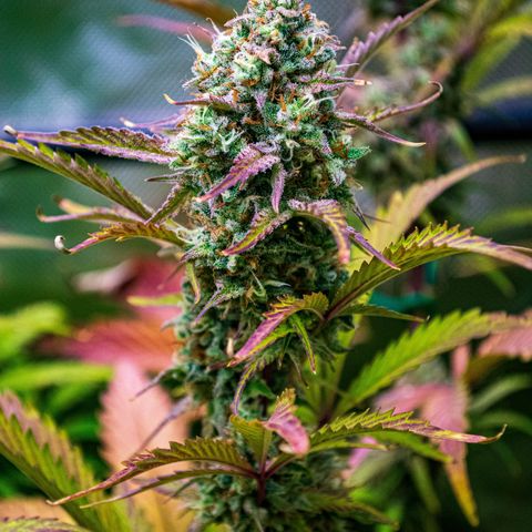 Foto de la cronología del growlog de Papaya Dragon Auto - by Killicz