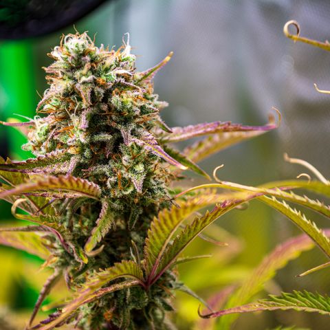 Foto de la cronología del growlog de Papaya Dragon Auto - by Killicz