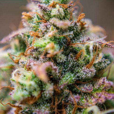 Foto de la cronología del growlog de Papaya Dragon Auto - by Killicz