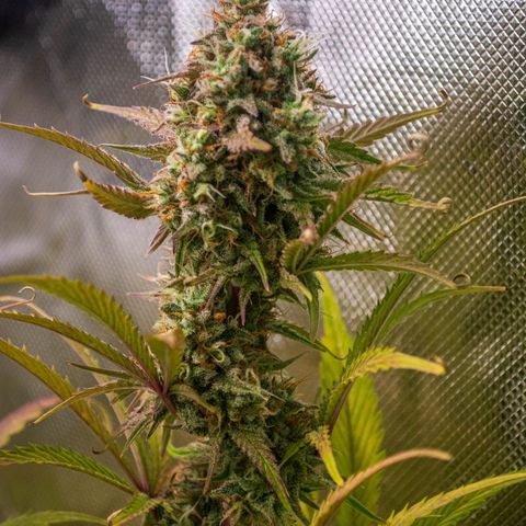 Foto de la cronología del growlog de Papaya Dragon Auto - by Killicz