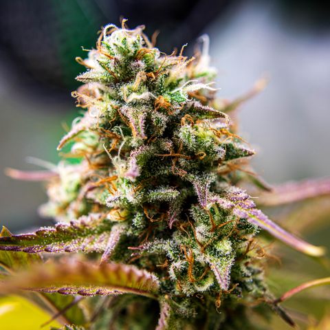 Foto de la cronología del growlog de Papaya Dragon Auto - by Killicz