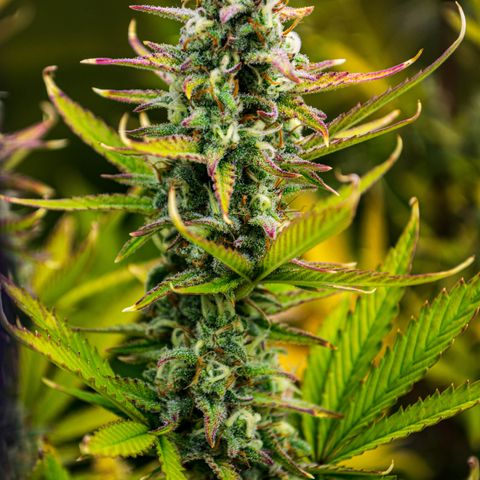 Growlog-Zeitleistenfoto von Ganja Runtz Auto - by Killicz