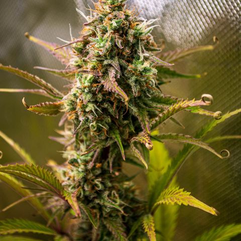 Foto de la cronología del growlog de Papaya Dragon Auto - by Killicz