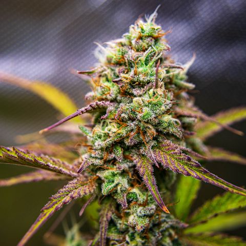 Foto de la cronología del growlog de Papaya Dragon Auto - by Killicz