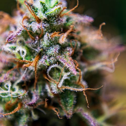 Foto de la cronología del growlog de Papaya Dragon Auto - by Killicz