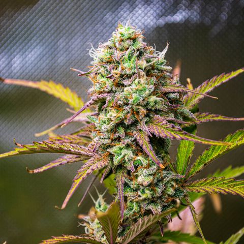 Foto de la cronología del growlog de Papaya Dragon Auto - by Killicz